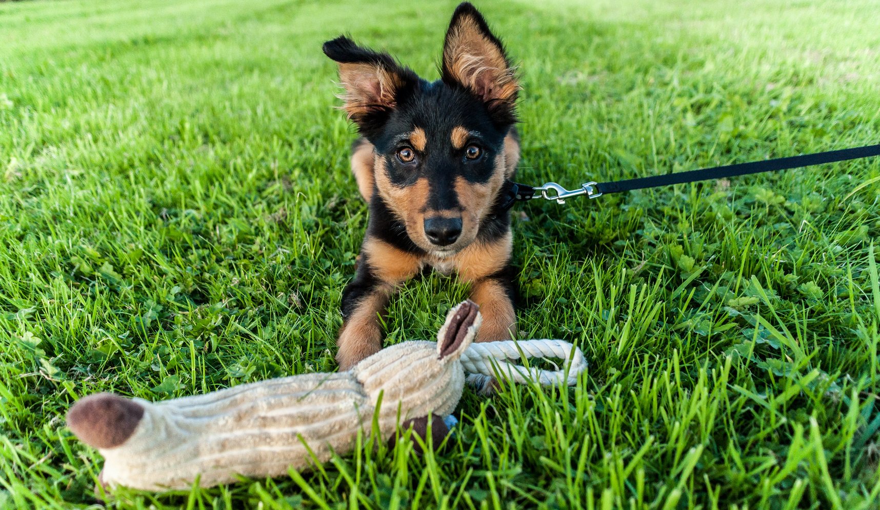 new puppy on a lead